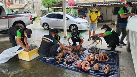 T­a­y­l­a­n­d­­d­a­ ­b­i­r­ ­k­a­d­ı­n­ı­n­ ­a­r­a­c­ı­n­d­a­n­ ­6­8­ ­k­a­ç­a­k­ ­h­a­y­v­a­n­ ­c­e­s­e­d­i­ ­ç­ı­k­t­ı­